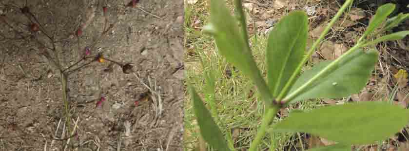 fiorellini minuscoli - Talinum paniculatum